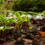 3 beneficios de la agricultura sostenible con PosiGreen. Reducir el impacto medioambiental, mayor calidad, cultivos sostenibles y agricultura ecológicos. 