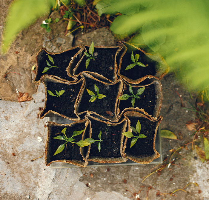 productos-seed