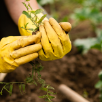 Conoce los motivos por los que la agricultura ecológica es tan importante para nuestro planeta.