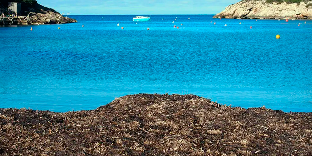 ¿Qué es la Posidonia oceánica?