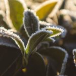 consejos para cultivar en invierno