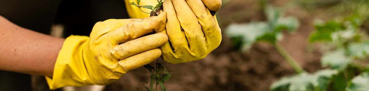 Retorna a las Raíces de la Agricultura Ecológica junto a Posigreen